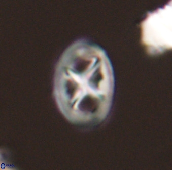 Chiastozygus amphipons 52238