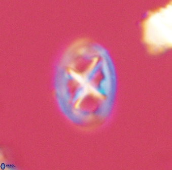 Chiastozygus amphipons 52239