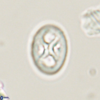 Chiastozygus amphipons 52244