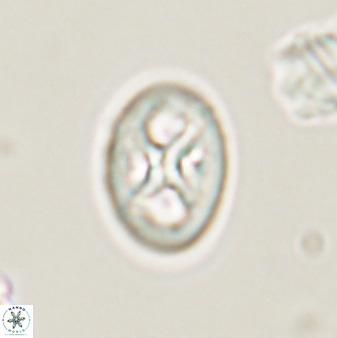 Chiastozygus amphipons 52244