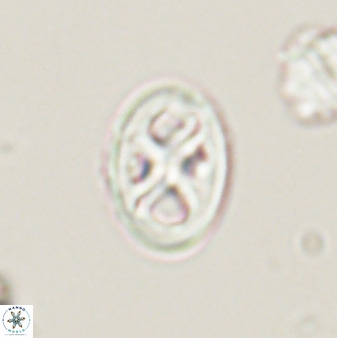 Chiastozygus amphipons 52245
