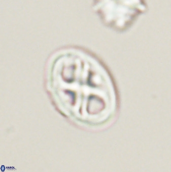 Chiastozygus amphipons 52246