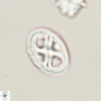 Chiastozygus amphipons 52246