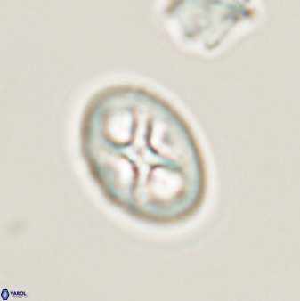 Chiastozygus amphipons 52247