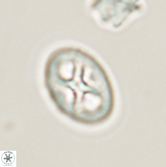 Chiastozygus amphipons 52247
