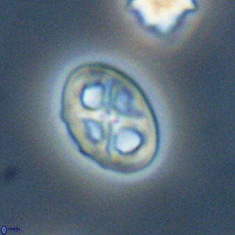 Chiastozygus amphipons 52248