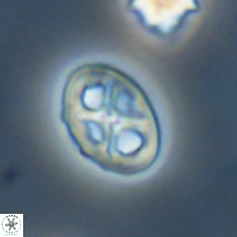 Chiastozygus amphipons 52248