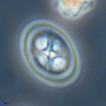 Chiastozygus amphipons 52249