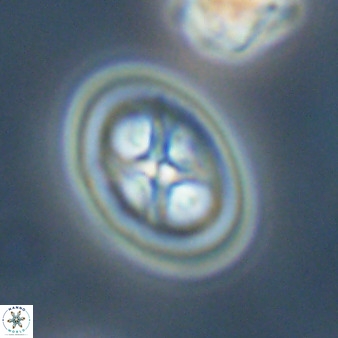Chiastozygus amphipons 52249