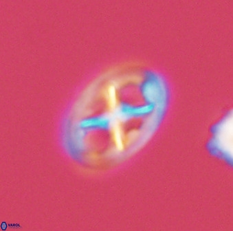 Chiastozygus amphipons 52240