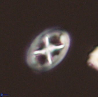 Chiastozygus amphipons 52241