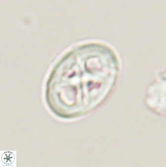 Chiastozygus amphipons 52242
