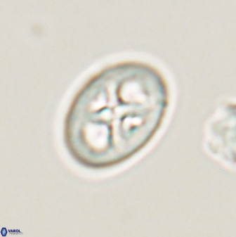 Chiastozygus amphipons 52243