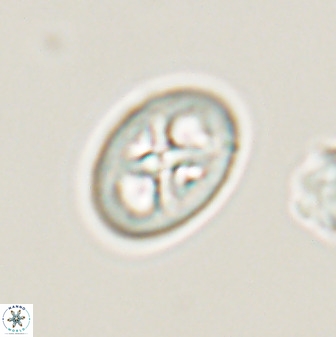 Chiastozygus amphipons 52243