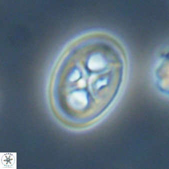 Chiastozygus amphipons 52254
