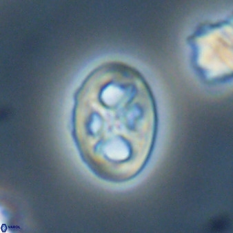 Chiastozygus amphipons 52250