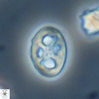 Chiastozygus amphipons 52250