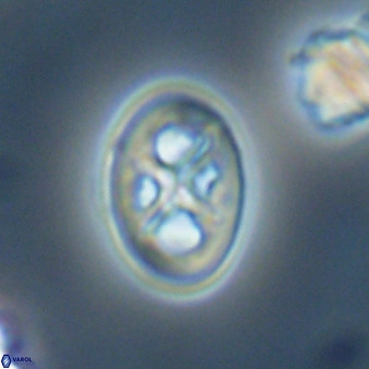 Chiastozygus amphipons 52252