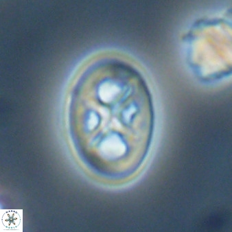 Chiastozygus amphipons 52252