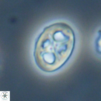 Chiastozygus amphipons 52253