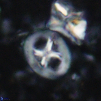 Chiastozygus bifarius 13936