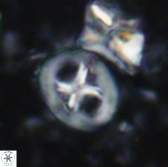 Chiastozygus bifarius 13936