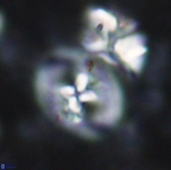 Chiastozygus bifarius 13939