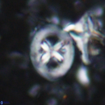 Chiastozygus bifarius 13940