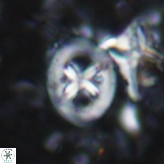 Chiastozygus bifarius 13940