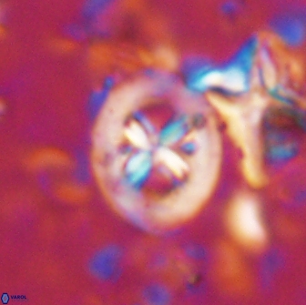 Chiastozygus bifarius 13941