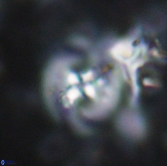 Chiastozygus bifarius 13943