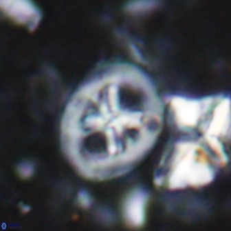 Chiastozygus bifarius 13946