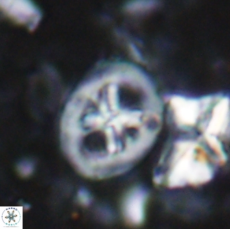 Chiastozygus bifarius 13946