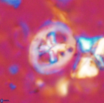 Chiastozygus bifarius 13947