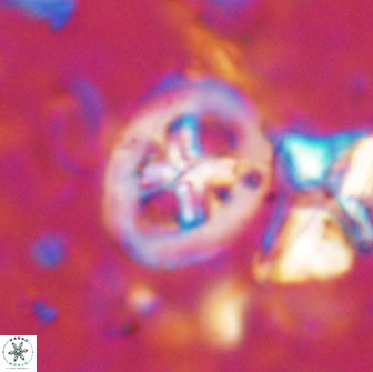 Chiastozygus bifarius 13947