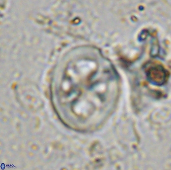 Chiastozygus bifarius 13948