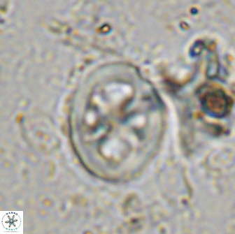 Chiastozygus bifarius 13948