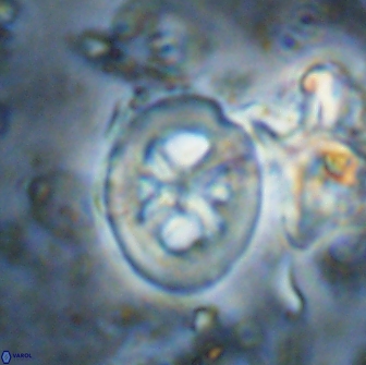 Chiastozygus bifarius 13949