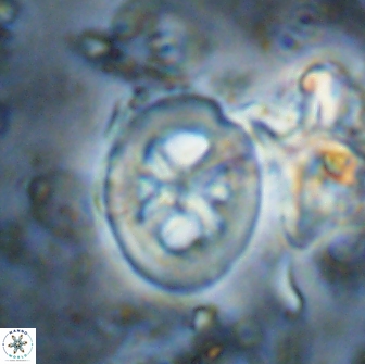 Chiastozygus bifarius 13949