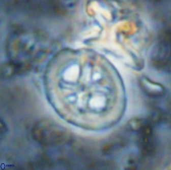 Chiastozygus bifarius 13950