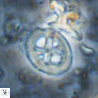 Chiastozygus bifarius 13950