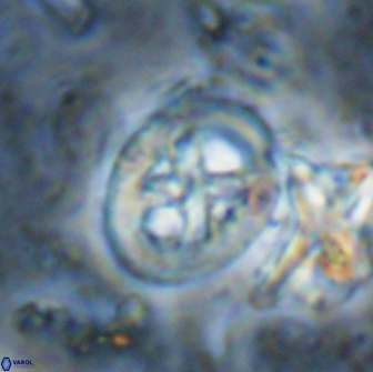 Chiastozygus bifarius 13951