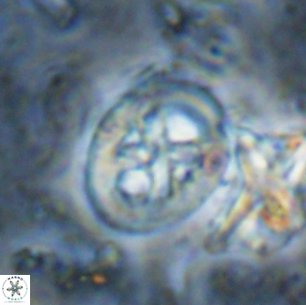Chiastozygus bifarius 13951