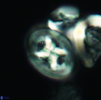 Chiastozygus bifarius 3126