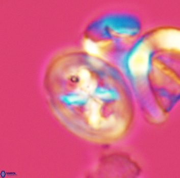 Chiastozygus bifarius 3127