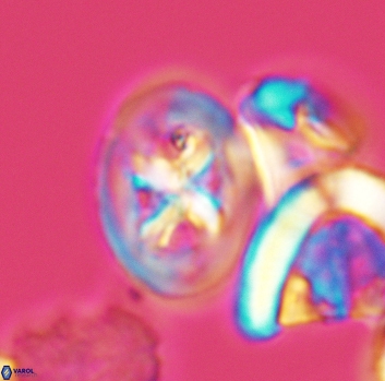 Chiastozygus bifarius 3130