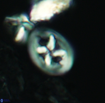 Chiastozygus bifarius 3218