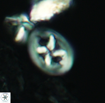 Chiastozygus bifarius 3218