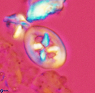 Chiastozygus bifarius 3219