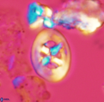 Chiastozygus bifarius 3220